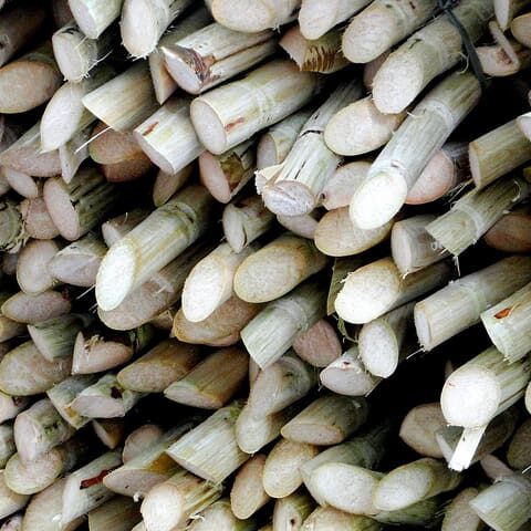 Photo Credit - AlessandroBomfim